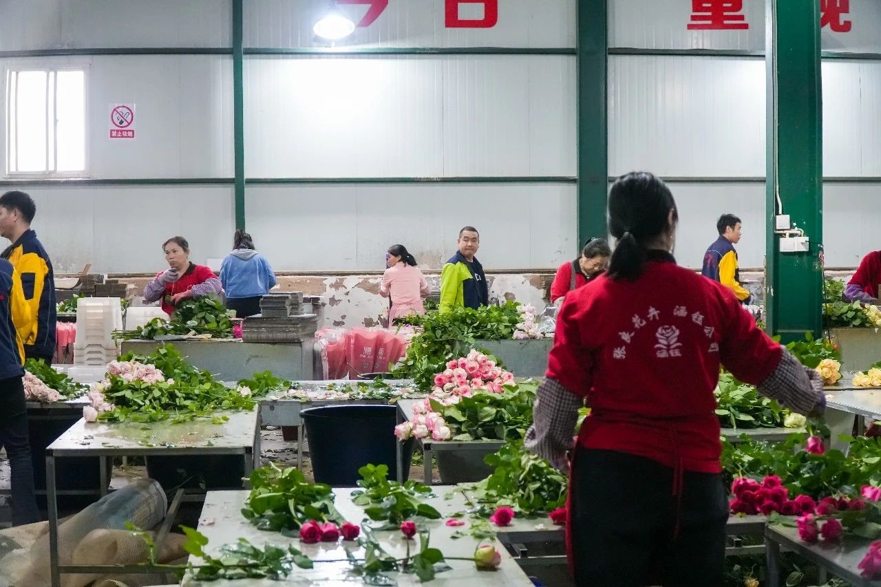 行走的思政课：张桂梅思政大讲堂云南经济管理学院分课堂在昆阳张良花卉专业合作社开讲 第 4 张